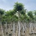 本地火焰木骨架8-20分，基地直销，一手货源，大量低价出售