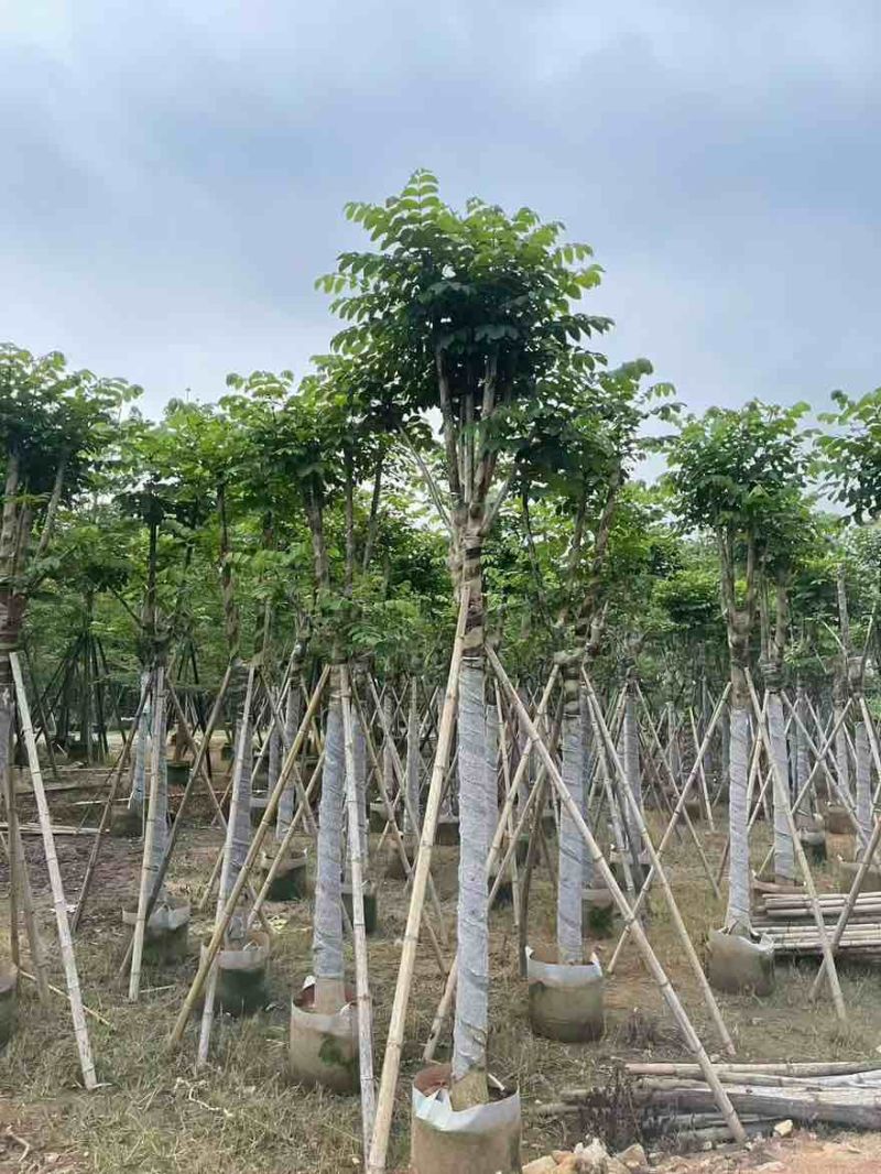 本地火焰木骨架8-20分，基地直销，一手货源，大量低价出售