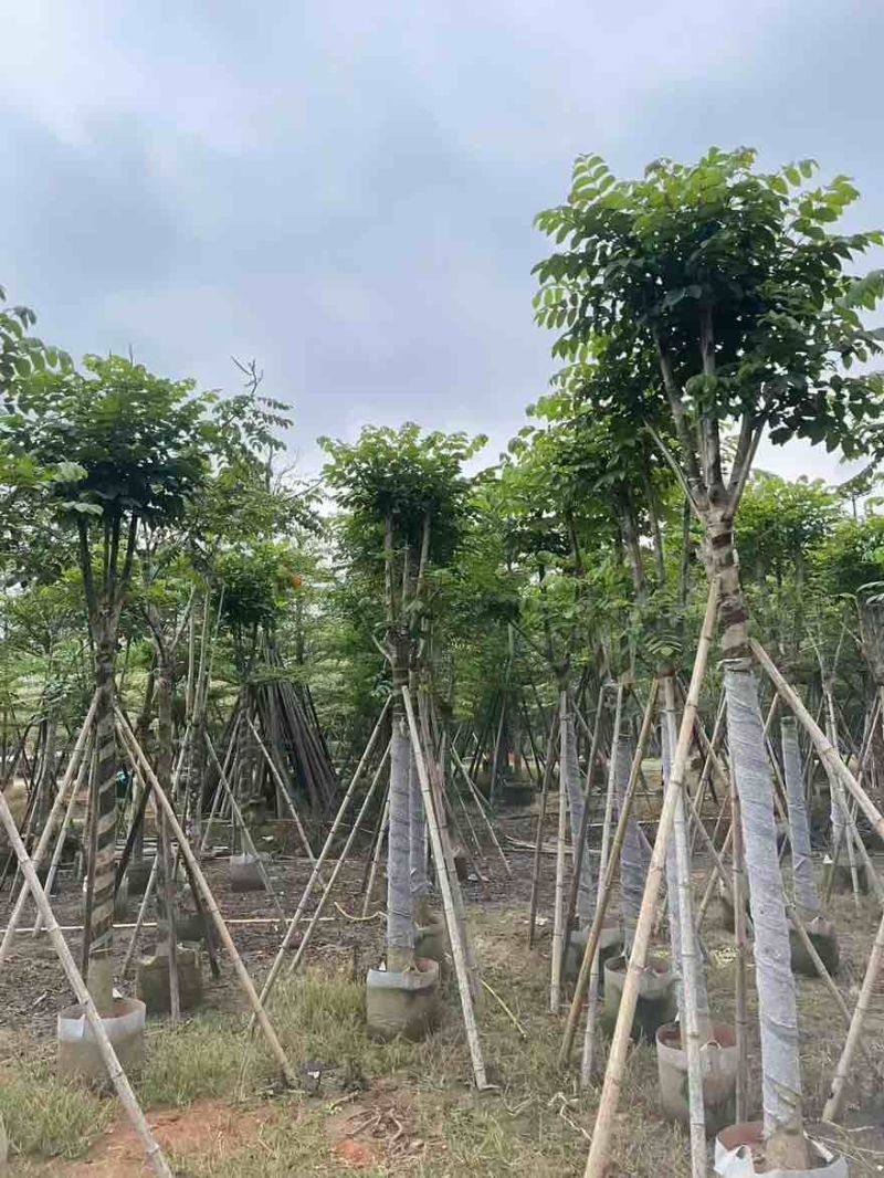 本地火焰木骨架8-20分，基地直销，一手货源，大量低价出售