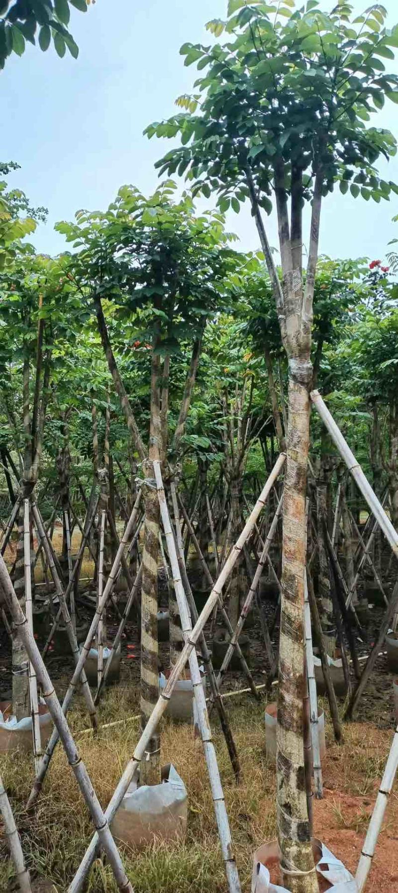 本地火焰木骨架8-20分，基地直销，一手货源，大量低价出售