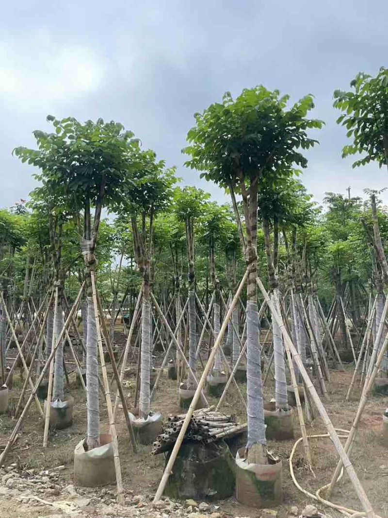 本地火焰木骨架8-20分，基地直销，一手货源，大量低价出售