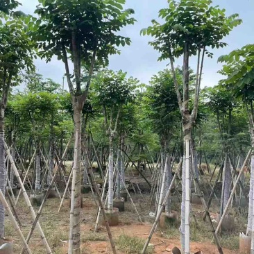 本地火焰木骨架8-20分，基地直销，一手货源，大量低价出售