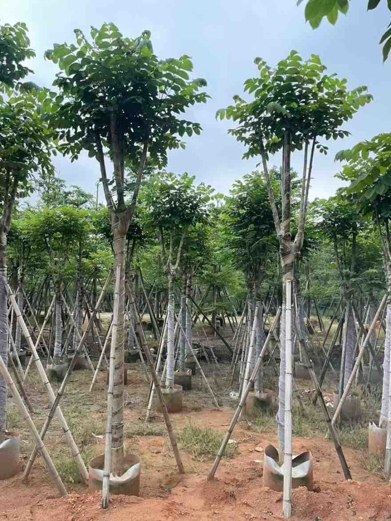 本地火焰木骨架8-20分，基地直销，一手货源，大量低价出售