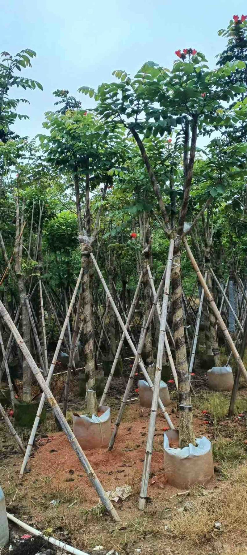 本地火焰木骨架8-20分，基地直销，一手货源，大量低价出售