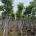 本地火焰木骨架8-20分，基地直销，一手货源，大量低价出售
