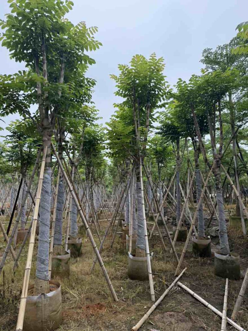 本地火焰木骨架8-20分，基地直销，一手货源，大量低价出售