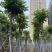 本地火焰木骨架8-20分，基地直销，一手货源，大量低价出售