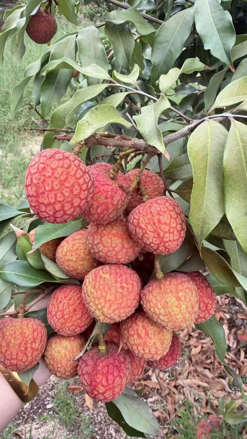 荔枝