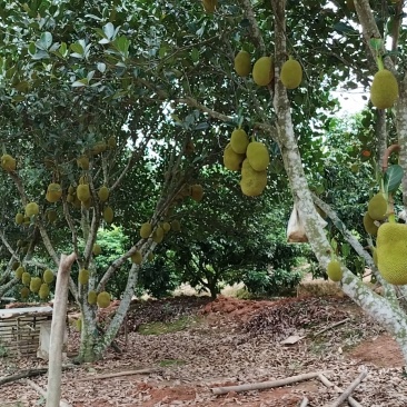 广东无胶菠萝蜜