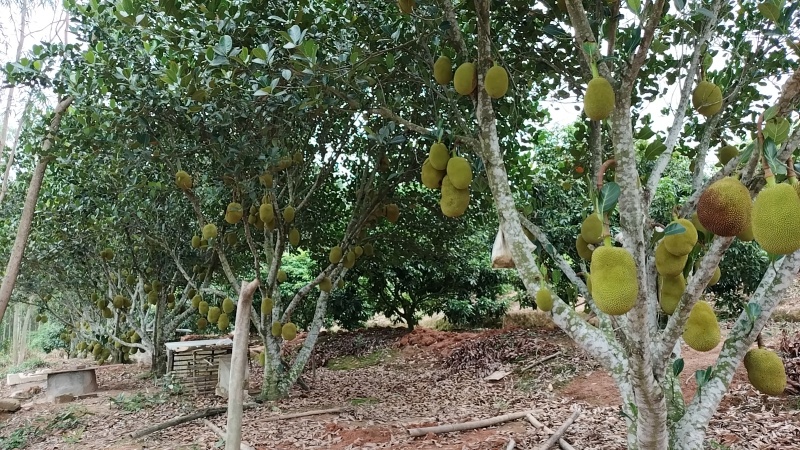 广东无胶菠萝蜜