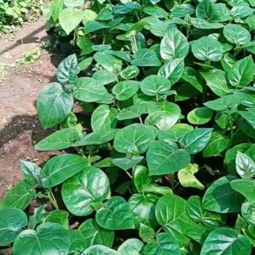老品种《树酸茄》《树酸茄苗苗》