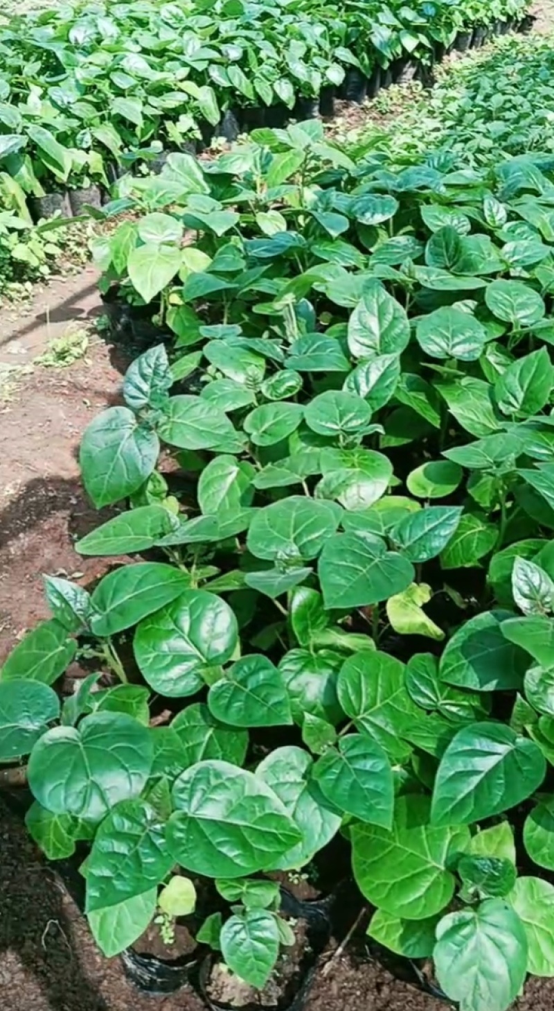 老品种《树酸茄》《树酸茄苗苗》