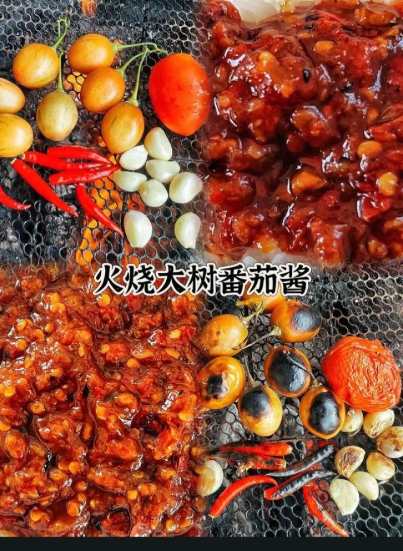 老品种《树酸茄》《树酸茄苗苗》