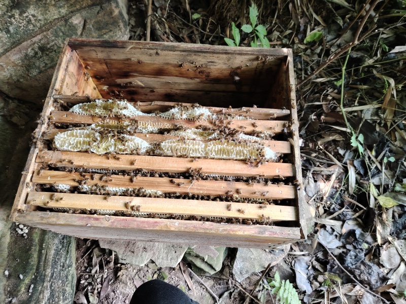 野生土蜂蜜。