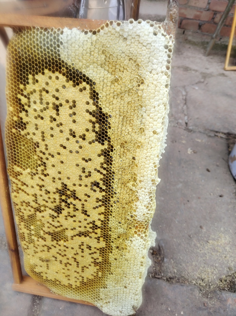 野生土蜂蜜。