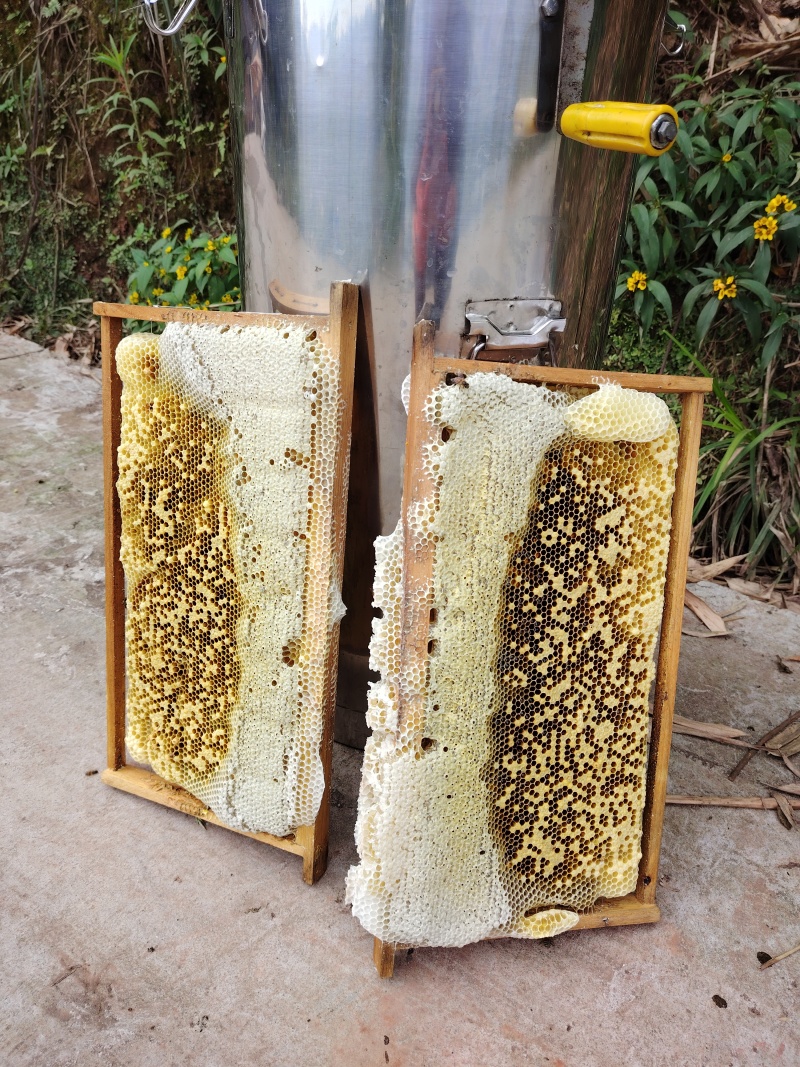 野生土蜂蜜。