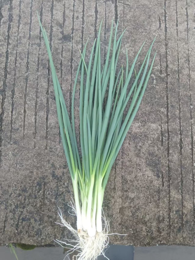 精品本地小香葱