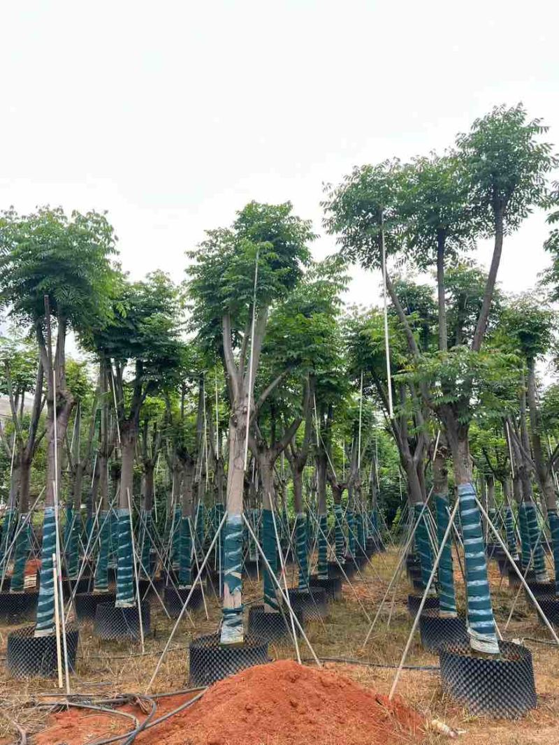 黄山栾树(国庆花)骨架8-25分，基地直销，一手货源