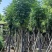 国庆花(黄山栾树)骨架8-25分，基地直销，一手货源