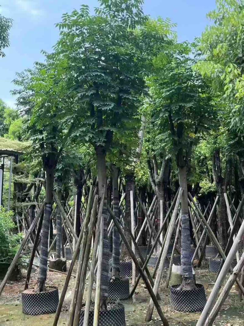国庆花(黄山栾树)骨架8-25分，基地直销，一手货源