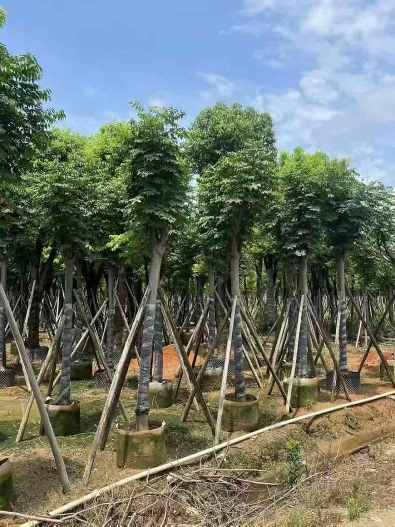 国庆花(黄山栾树)骨架8-25分，基地直销，一手货源