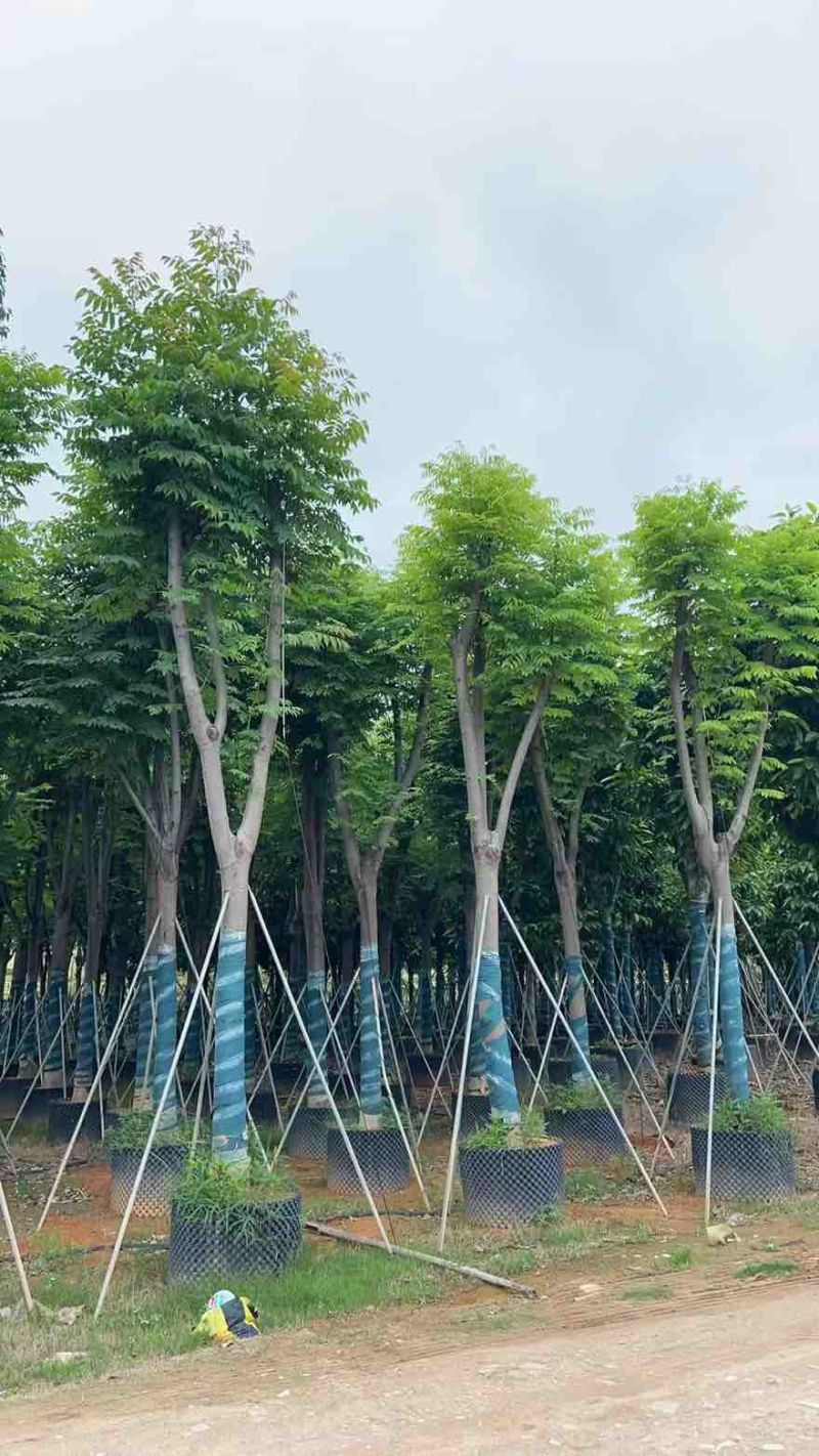 国庆花(黄山栾树)骨架8-25分，基地直销，一手货源