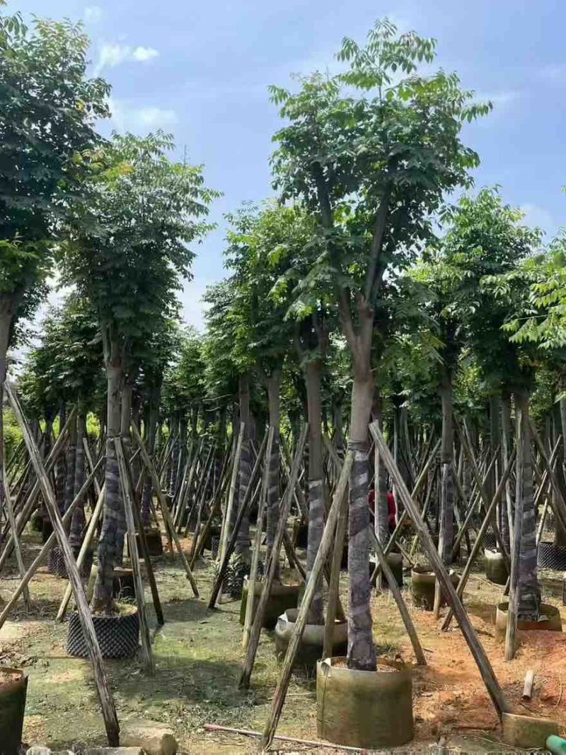 国庆花(黄山栾树)骨架8-25分，基地直销，一手货源