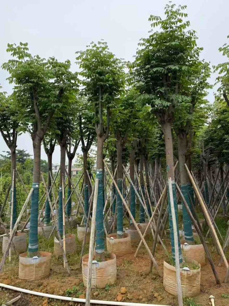黄山栾树(国庆花)骨架8-25分，各种规格，大量低价出售