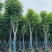 黄山栾树(国庆花)骨架8-25分，各种规格，大量低价出售