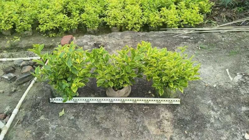 金叶假连翘20-100高，基地直销，一手货源，大量低价出售
