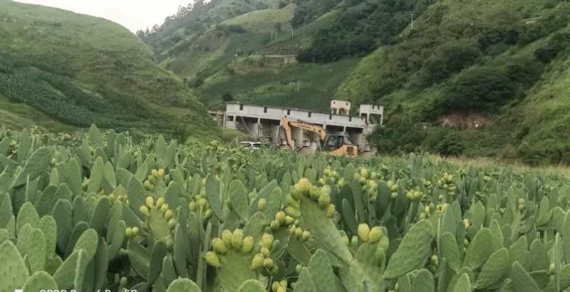 凉山“仙人果”