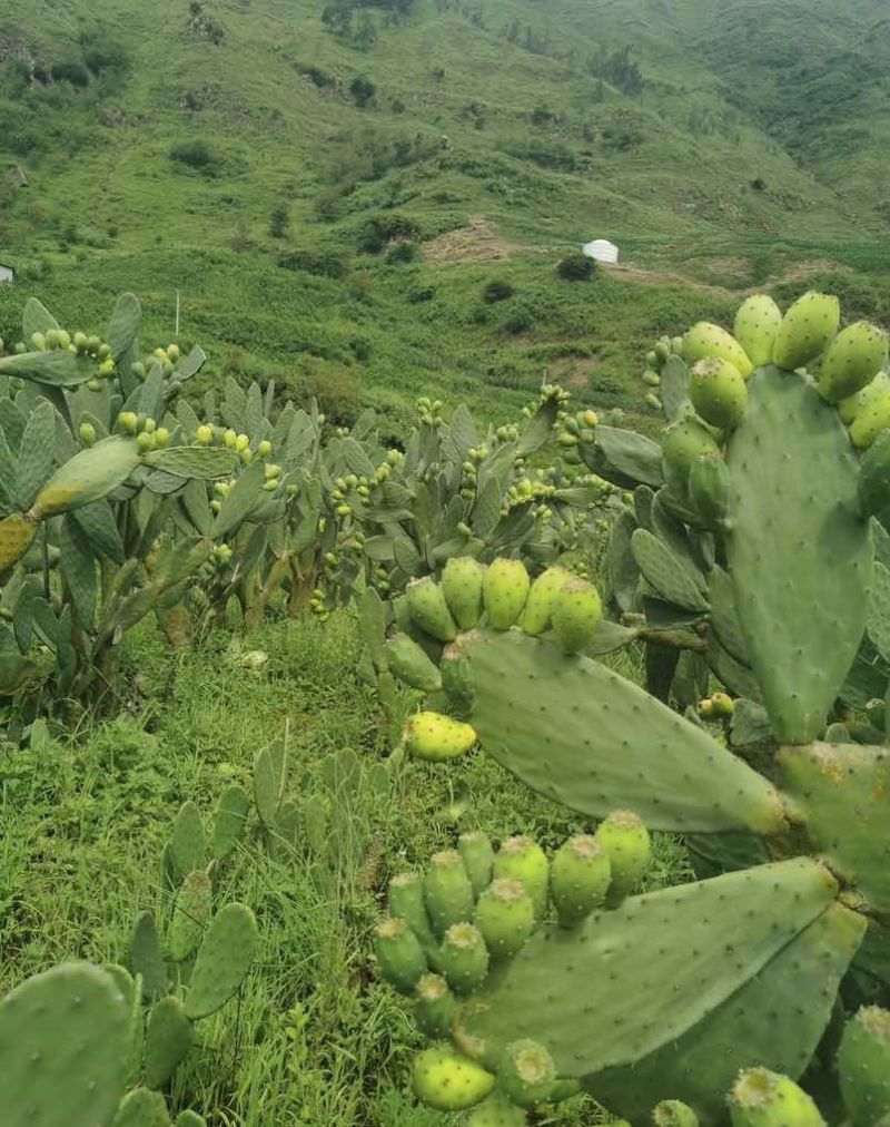 凉山“仙人果”