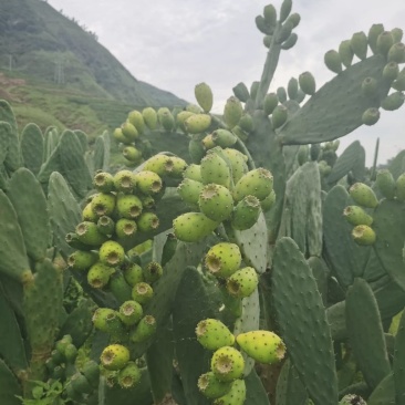 凉山“仙人果”