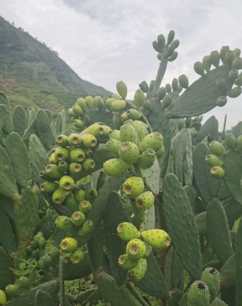 凉山“仙人果”