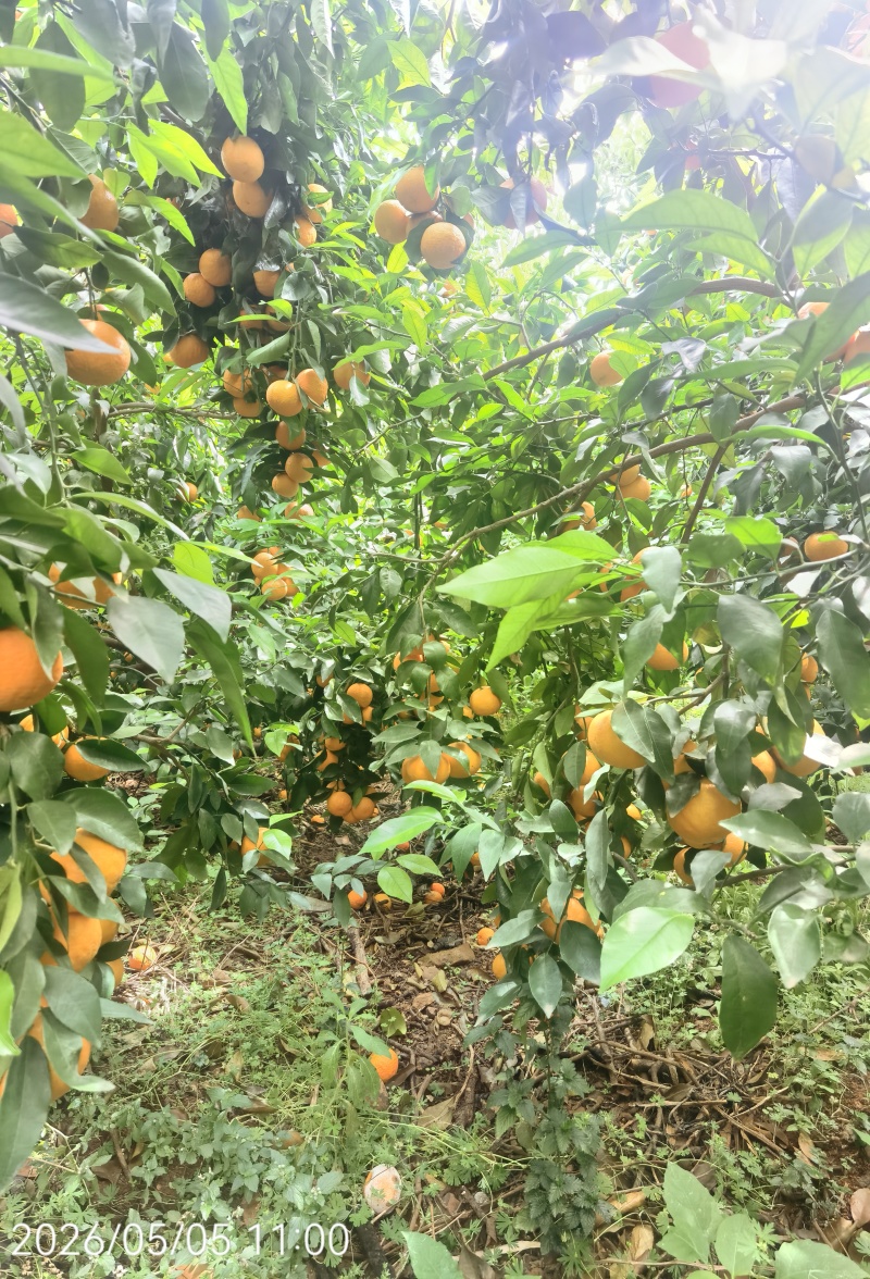 沃柑