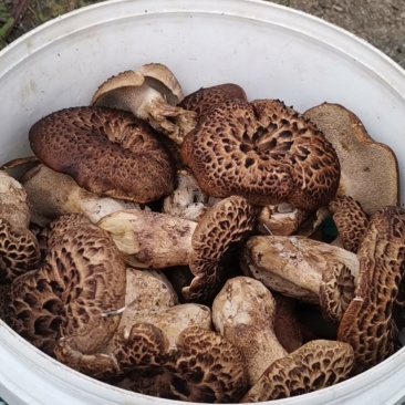 野生黑虎掌菌