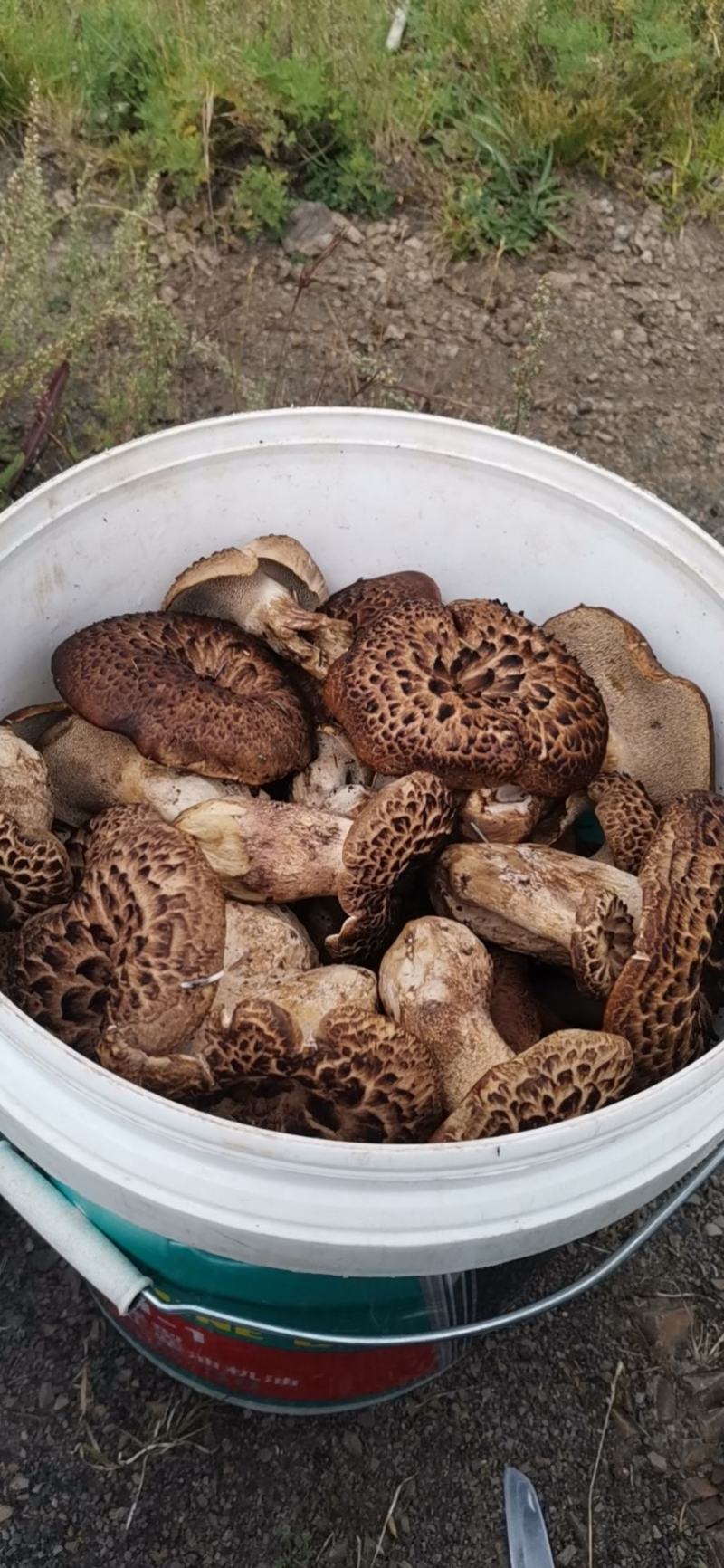 野生黑虎掌菌