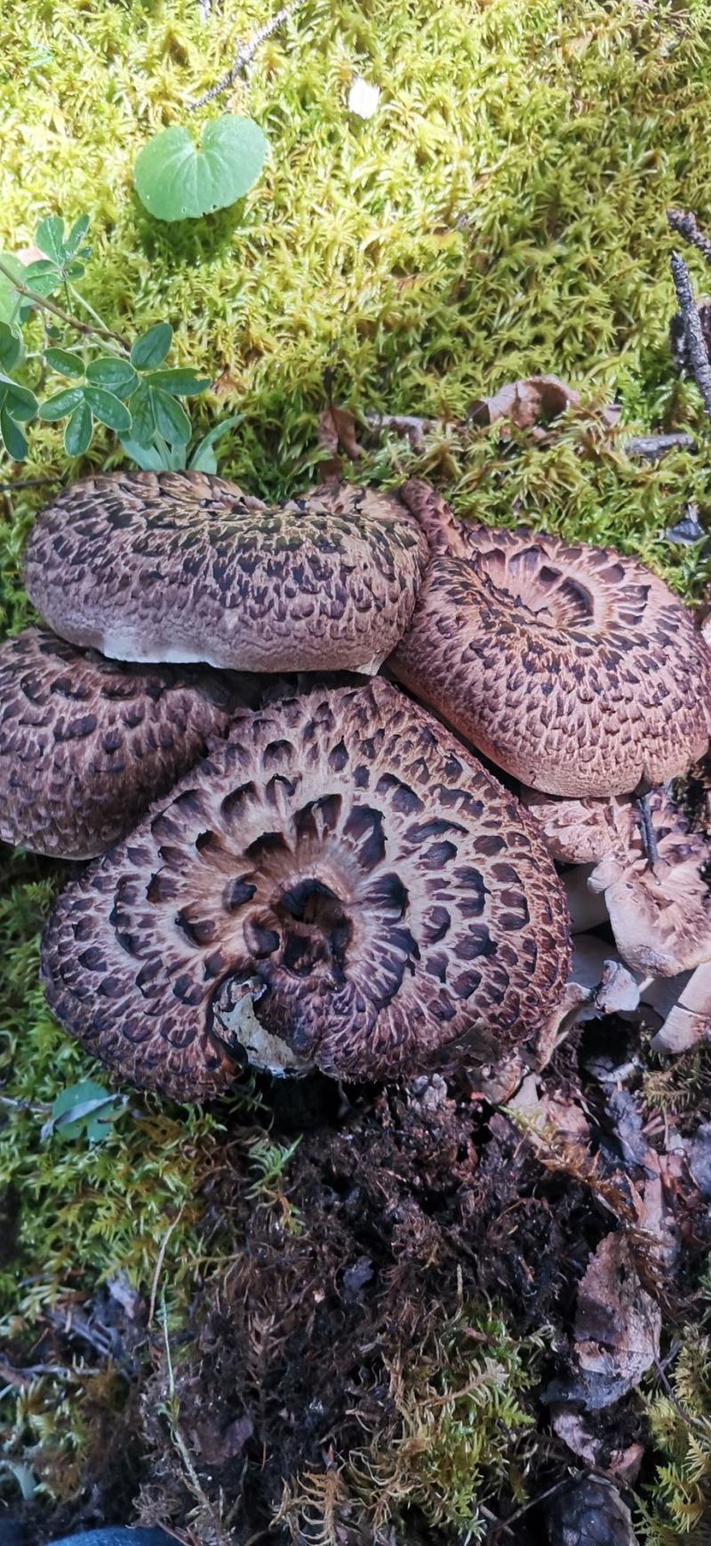 野生黑虎掌菌
