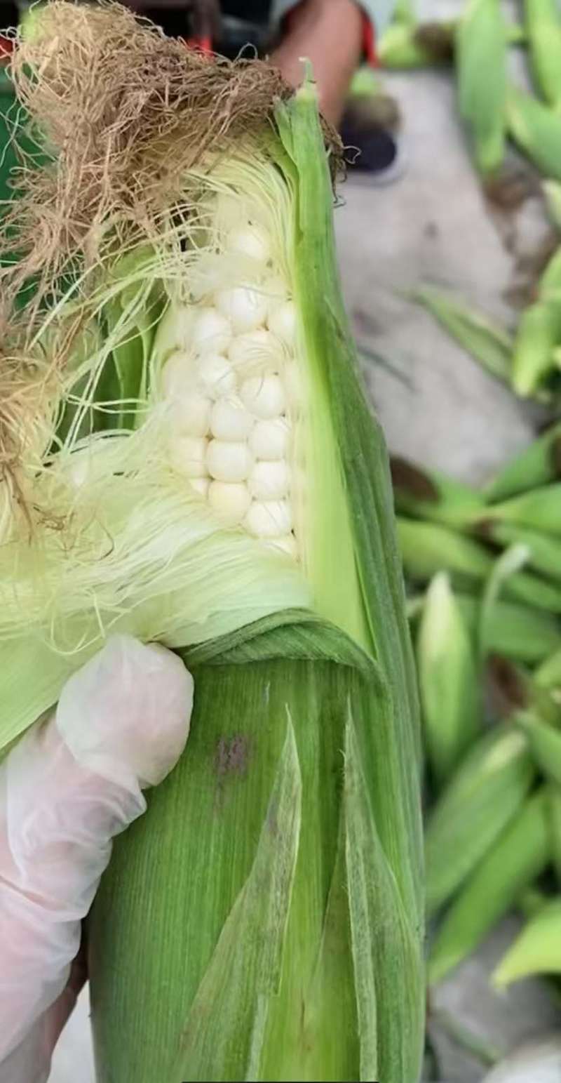 甜糯白玉米