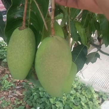 云南红河台农河芒果