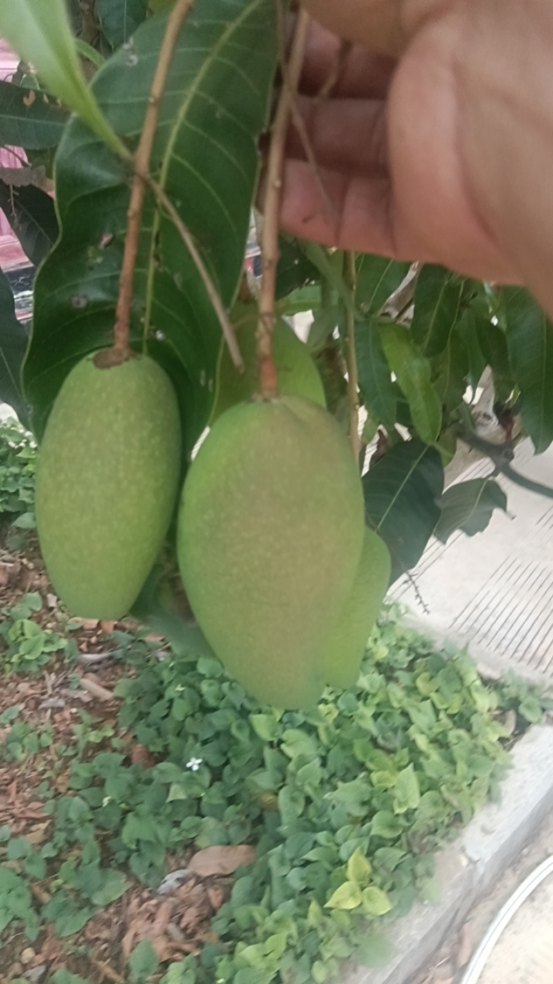 云南红河台农河芒果