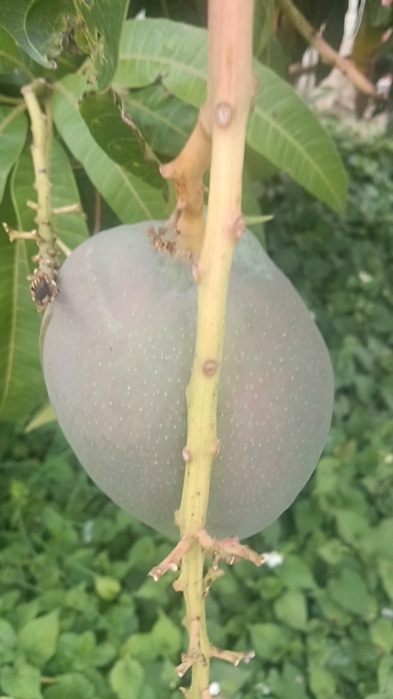 云南红河台农河芒果