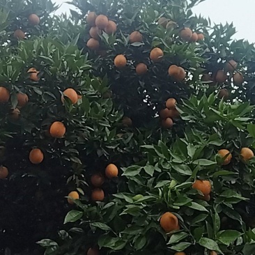 夏橙