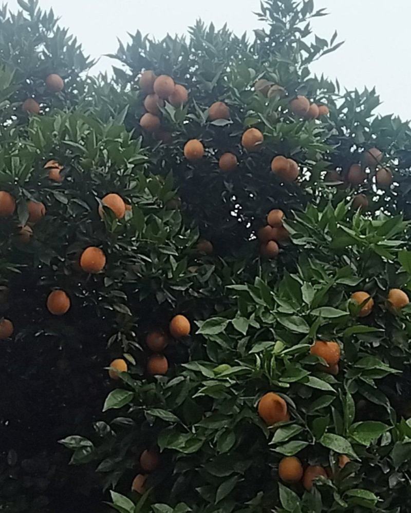 夏橙