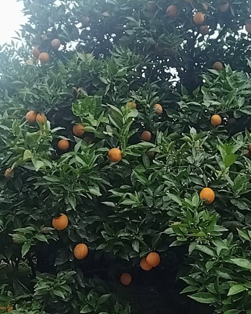 夏橙