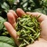 黄山手工毛峰