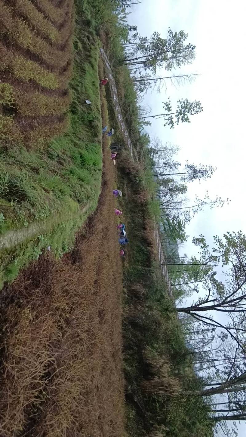 张家界莓茶