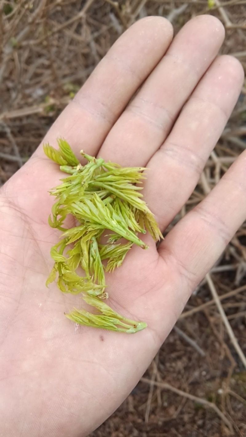 张家界莓茶