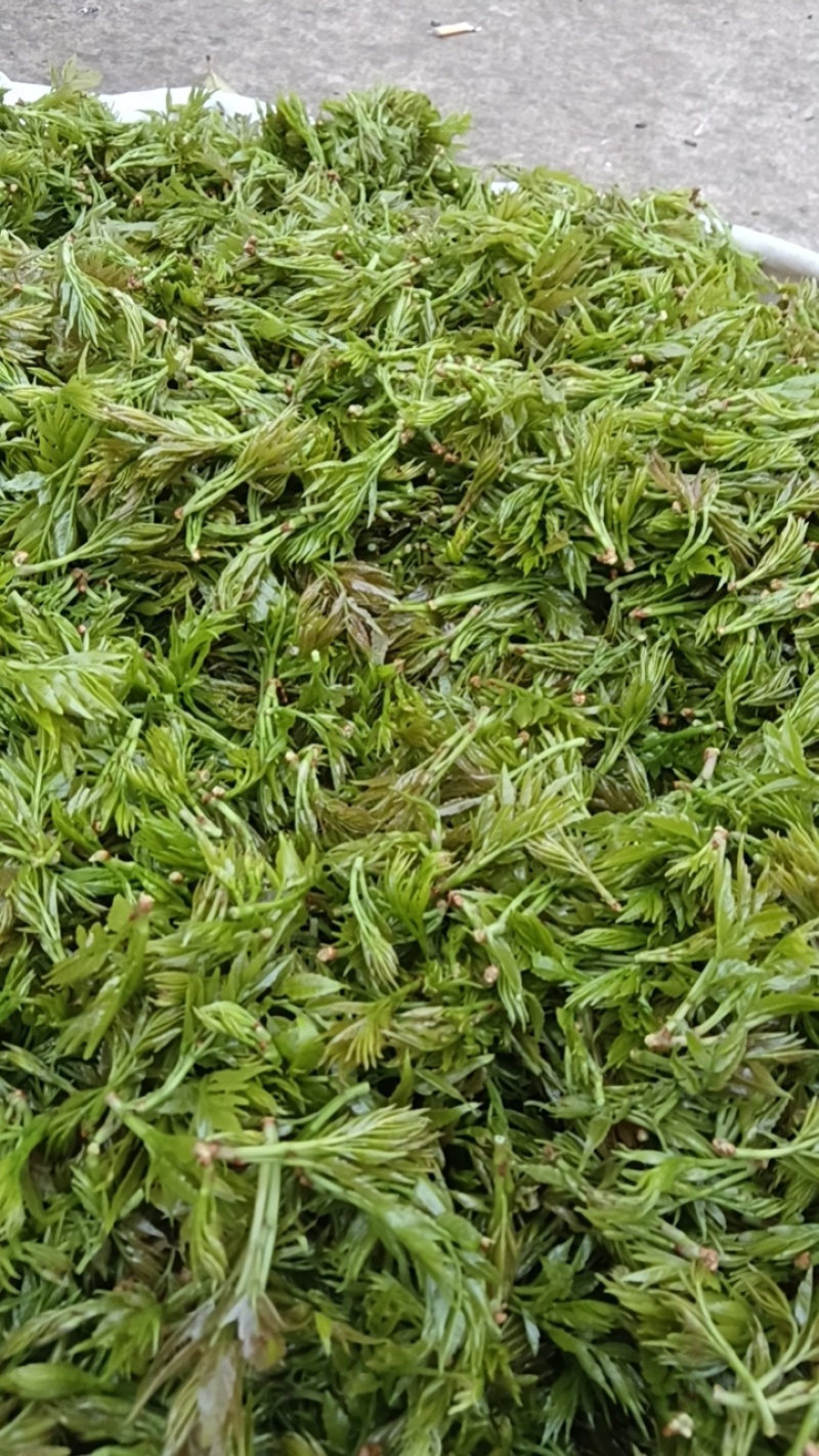张家界莓茶