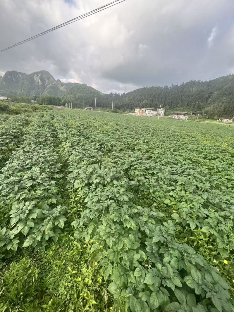 百亩贵州乌罗高山土豆